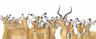impalas