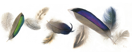 widgeon