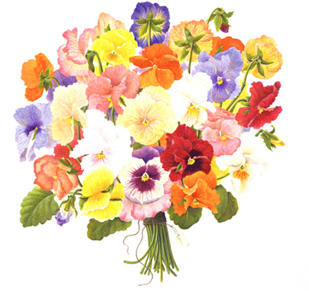 pansies