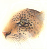 leopard eye