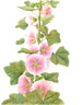 hollyhock