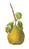 pear
